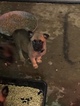 Small Photo #17 Belgian Malinois-Dutch Shepherd Dog Mix Puppy For Sale in BRIGHTON, TN, USA
