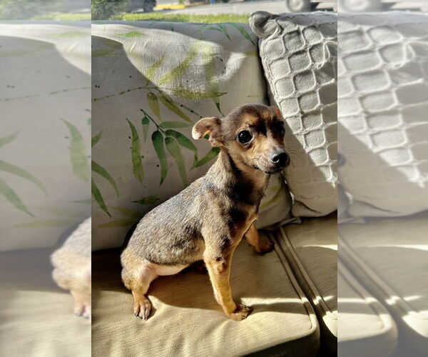 Medium Photo #6 Chihuahua Puppy For Sale in San Diego, CA, USA