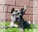 Small Photo #10 French Bulldog Puppy For Sale in BIRMINGHAM, AL, USA