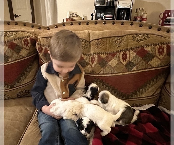 Medium Photo #5 Havanese Puppy For Sale in WICKENBURG, AZ, USA