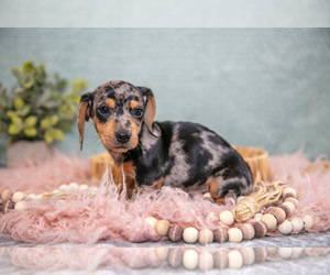 Dachshund Litter for sale in ROME CITY, IN, USA