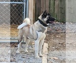 Small Photo #1 Akita Puppy For Sale in MEM, TN, USA