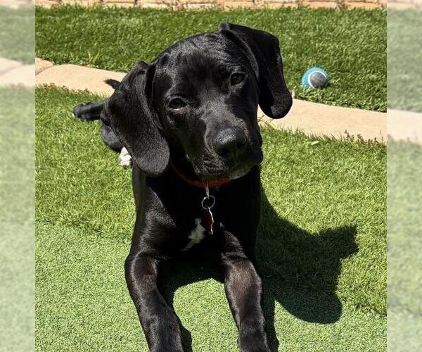 Medium Photo #9 Labrador Retriever-Unknown Mix Puppy For Sale in San Diego, CA, USA