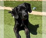 Small #8 Labrador Retriever Mix