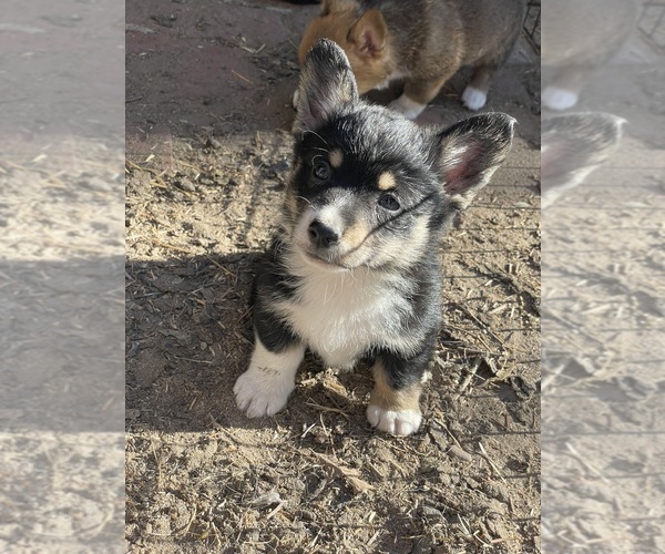 Medium Photo #2 Pembroke Welsh Corgi Puppy For Sale in OAKDALE, CA, USA