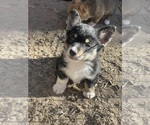 Small #1 Pembroke Welsh Corgi