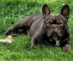 Small French Bulldog