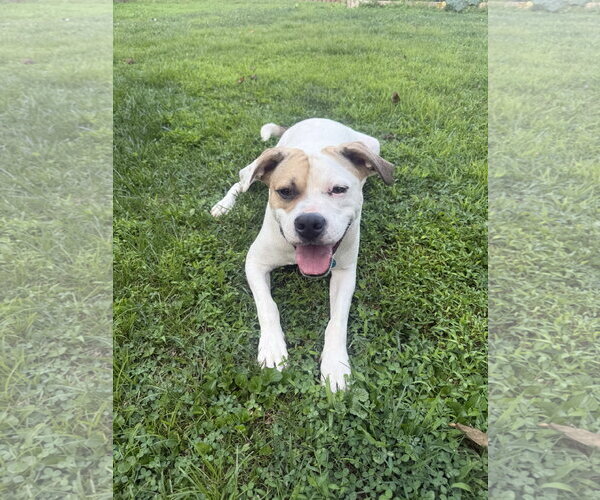 Medium Photo #3 American Staffordshire Terrier-Boxer Mix Puppy For Sale in Arlington, VA, USA