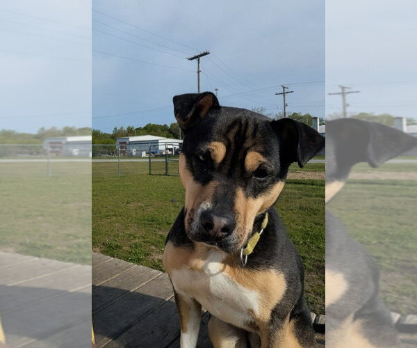 Medium Photo #4 Mutt Puppy For Sale in South Bend, IN, USA
