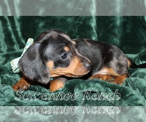Dachshund Puppy for sale in LIVE OAK, FL, USA