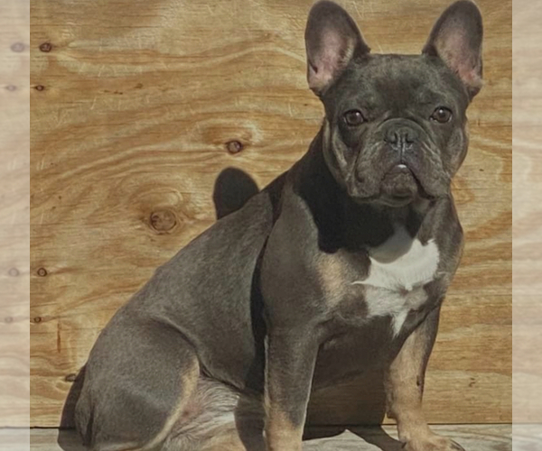 Medium Photo #1 French Bulldog Puppy For Sale in SEBASTIAN, FL, USA
