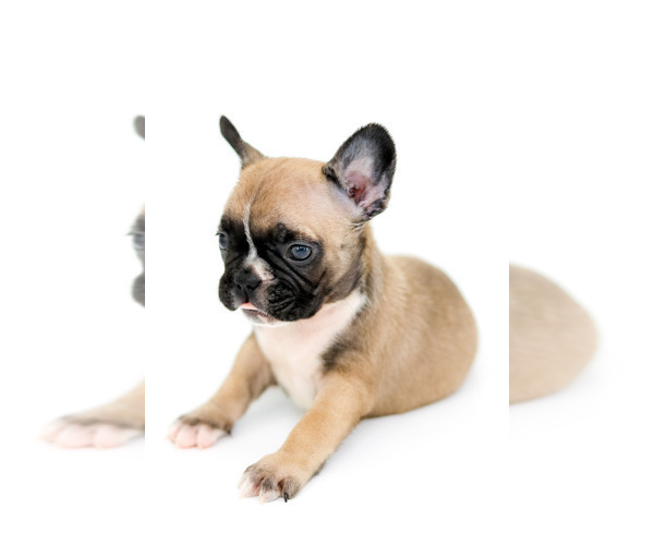 Medium Photo #3 French Bulldog Puppy For Sale in WINTER GARDEN, FL, USA