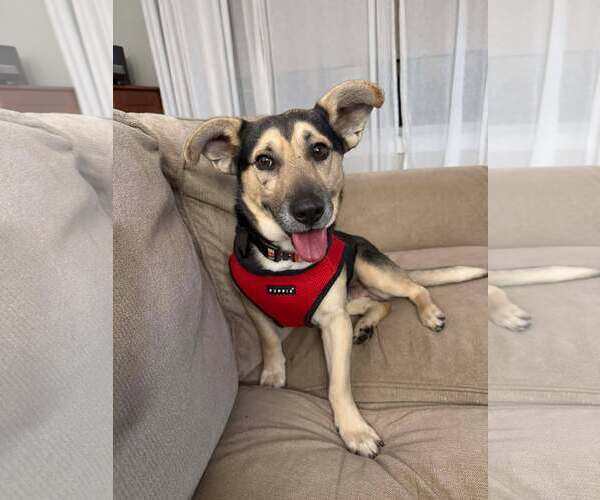 Medium Photo #1 Mutt Puppy For Sale in Shelburne, VT, USA