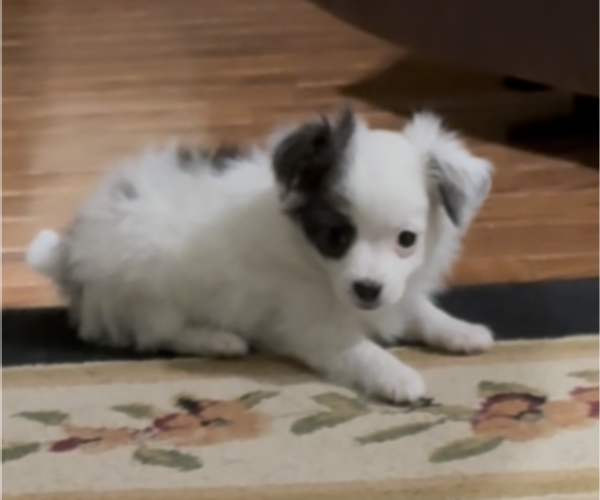 Medium Photo #3 Chihuahua Puppy For Sale in FAYETTEVILLE, NC, USA
