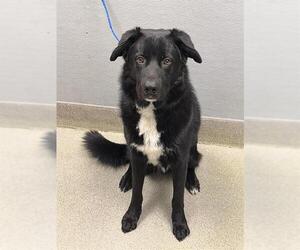 Labrador Retriever-Unknown Mix Dogs for adoption in Las Vegas, NV, USA