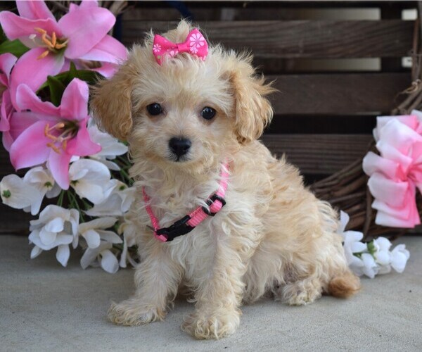 Medium Photo #1 Cavapoo Puppy For Sale in COSHOCTON, OH, USA
