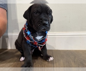 Great Dane Puppy for sale in GRANBURY, TX, USA
