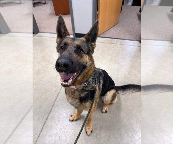 Medium Photo #3 German Shepherd Dog Puppy For Sale in Pierceton , IN, USA