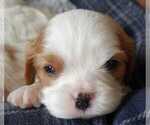 Small Photo #4 Cavalier King Charles Spaniel Puppy For Sale in MOUNTAIN GROVE, MO, USA