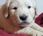 Small Photo #45 Golden Retriever Puppy For Sale in MODESTO, CA, USA