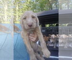 Small #1 Labrador Retriever Mix