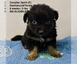 Small Dachshund Mix