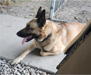 German Shepherd Dog Dogs for adoption in Ogden, UT, USA