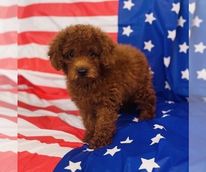 Goldendoodle-Poodle (Toy) Mix Puppy for sale in CINCINNATI, OH, USA