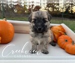 Puppy Devi Havanese