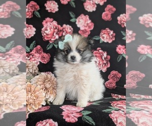 Pomeranian Puppy for sale in CHRISTIANA, PA, USA