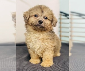 Aussiedoodle Miniature  Puppy for sale in CINCINNATI, OH, USA