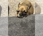 Puppy Phoebe French Bulldog