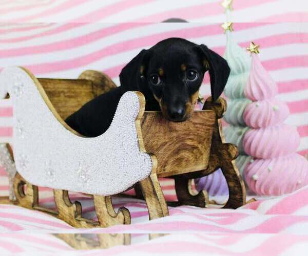 Medium Photo #1 Dachshund Puppy For Sale in CINCINNATI, OH, USA