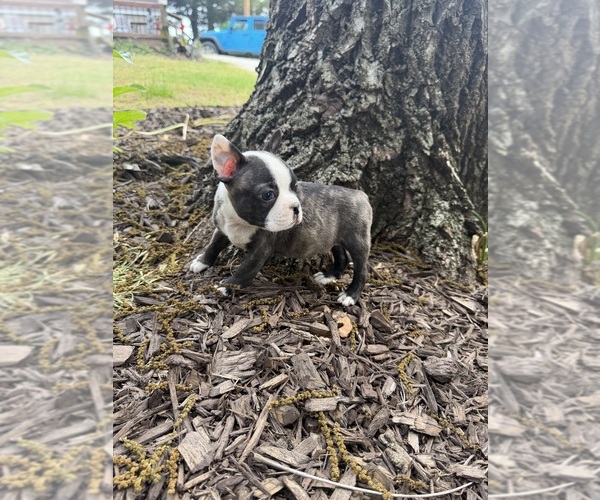 Medium Photo #7 Boston Terrier Puppy For Sale in FREDONIA, KS, USA