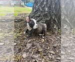 Small #6 Boston Terrier