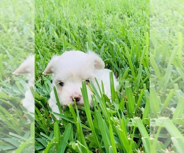Medium Photo #2 Maltese Puppy For Sale in ORLANDO, FL, USA