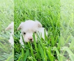 Small Photo #2 Maltese Puppy For Sale in ORLANDO, FL, USA