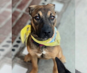 Duke - Male Beagle-Unknown Mix Dog for Adoption - Photo #8