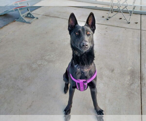 Medium Photo #4 Holland Shepherd-Unknown Mix Puppy For Sale in Imlay City, MI, USA
