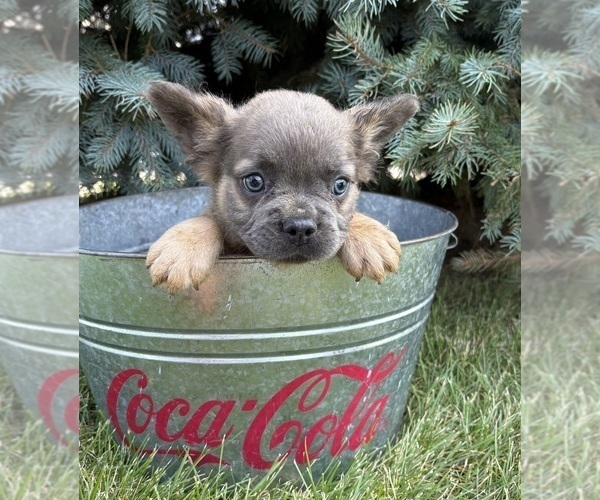 Medium Photo #2 French Bulldog Puppy For Sale in MIDDLEBURY, IN, USA