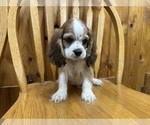 Small #5 Cocker Spaniel