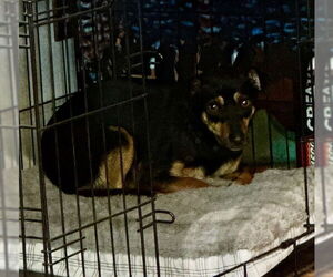 Doxie-Pin Dogs for adoption in Brooklyn Center, MN, USA