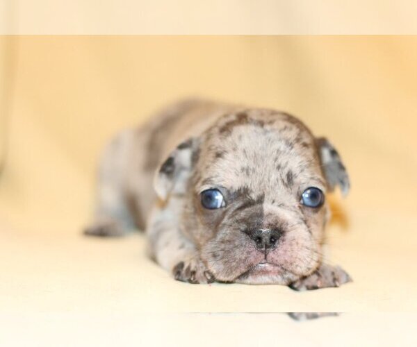 Medium Photo #2 French Bulldog Puppy For Sale in FAIRFAX, VA, USA