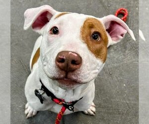 American Pit Bull Terrier-Unknown Mix Dogs for adoption in Rockaway, NJ, USA