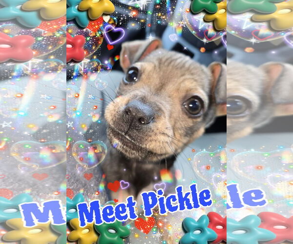 Medium Photo #1 Chipin Puppy For Sale in Pipe Creek, TX, USA