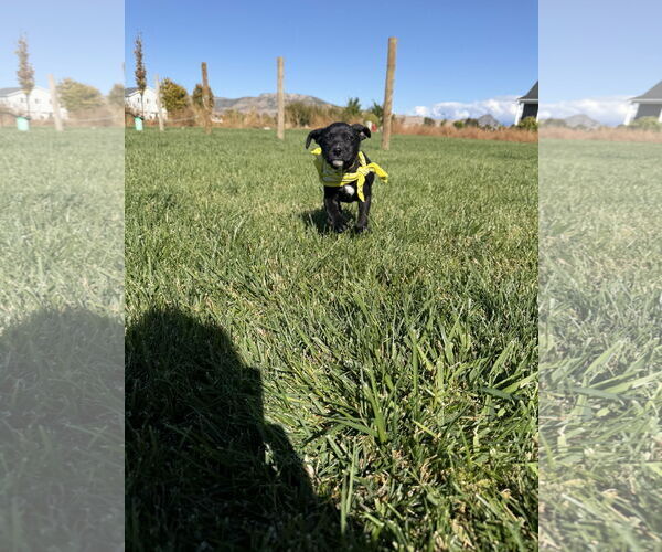 Medium Photo #4 Labrador Retriever-Unknown Mix Puppy For Sale in MIDWAY, UT, USA