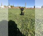 Small #3 Labrador Retriever Mix