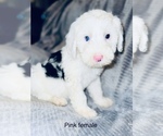 Small Photo #14 Sheepadoodle Puppy For Sale in CORYDON, IN, USA