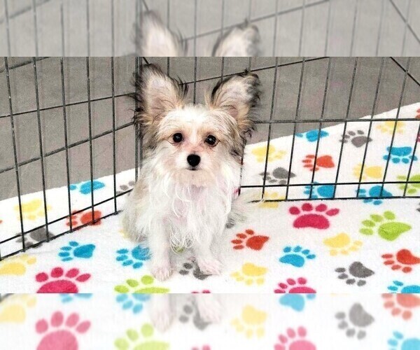Medium Photo #4 Papitese Puppy For Sale in ORO VALLEY, AZ, USA