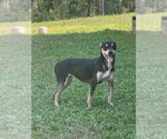 Small #6 Miniature Pinscher Mix